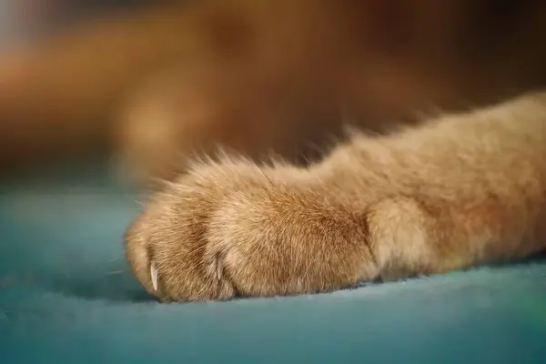Paw of a red cat with claws. Close-up with selective focus.
