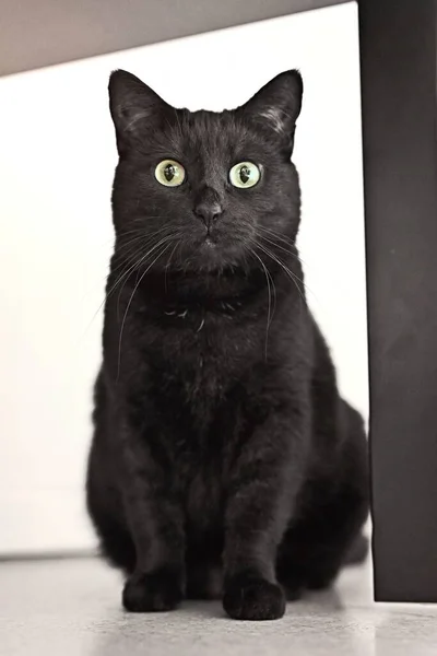 可爱的黑猫坐在地板上 看着相机 垂直图像 — 图库照片