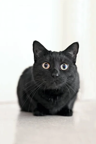 Черная Кошка Сидит Полу Любопытно Смотрит Камеру Вертикальное Изображение — стоковое фото