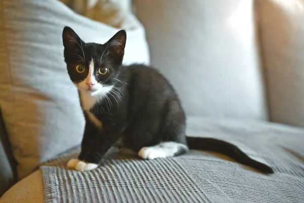 6 week old, female, tuxedo kitten sitting in the sofa. Horizontal image with selective focus.