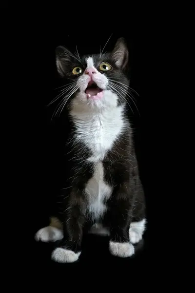 검은색 배경에 귀여운 턱시도 고양이 Suprised 보인다 이미지 공간으로 — 스톡 사진