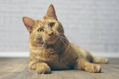 Yerde yatan sevimli kırmızı kedi. Seçici odaklı yatay resim.