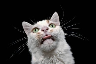 Aptal kedinin dili dışarıda komik bir yüz ifadesi..