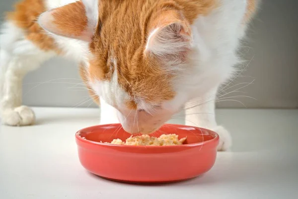 Closeup of tabby cat eat cat food on red ceramic plate. Horizontal image with selective focus.