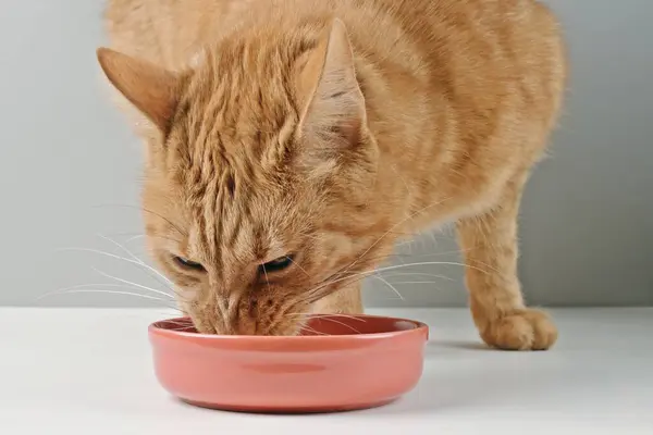 Funny red cat eat cat food on red ceramic plate. Horizontal image with selective focus.