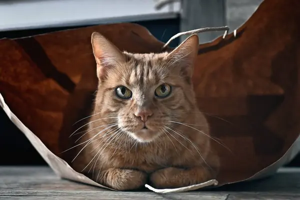 Cute ginger cat hiding in a paper bag and looking curious at camera.