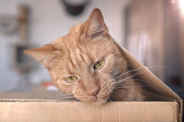 Karton kutudan gözetleyen komik kızıl kedi..