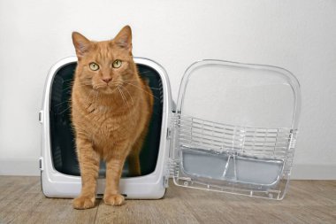 Sevimli kızıl kedi, açık bir hayvan taşıyıcısından çıkıp kameraya bakıyor..