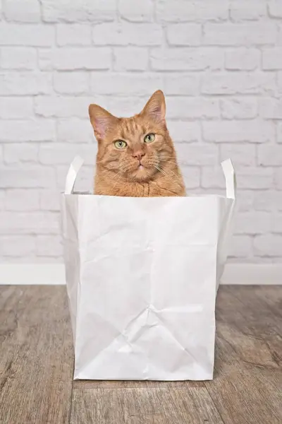 Cute ginger cat looking curious out of a paper bag. Vertical image.