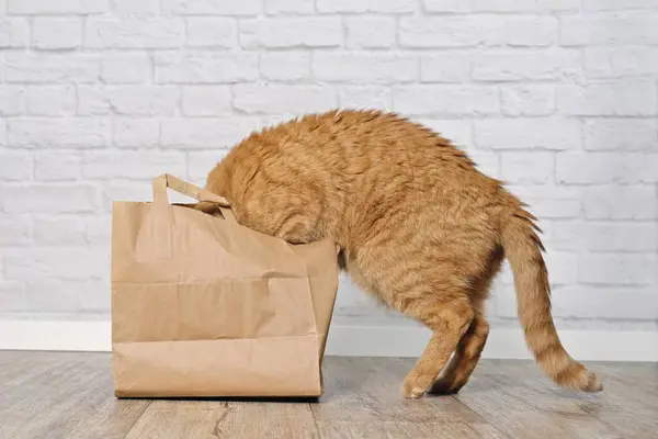 Funny ginger cat stuck his head inside a paper bag. Side view with copy space.