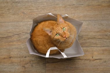 Cute red cat in a paper bag looking curious at camera. Seen directly above. clipart