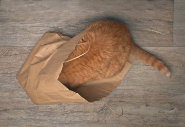 Komik kızıl kedi kese kağıdına saklanıyor. Doğrudan yukarıda görünüyor..