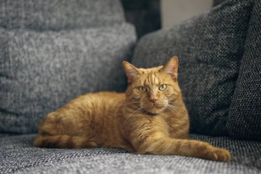 Sevimli kızıl kedi kanepede dinleniyor ve kameraya bakıyor. Seçici odaklı yatay resim.