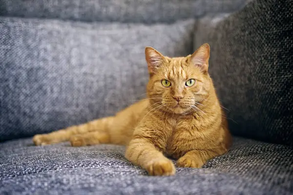 Komik kırmızı kedi kanepede dinleniyor ve doğrudan kameraya bakıyor. Seçici odaklı yatay resim.