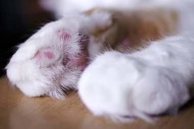 Uzun tüylü bir kedinin pençeleri. Seçici odaklı yatay resim.