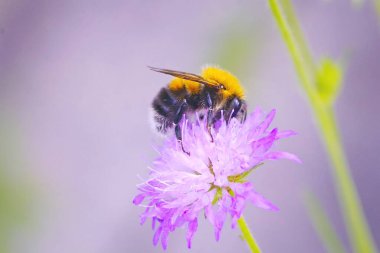 Mor bir devedikeni ile beslenen bir yaban arısının yakın çekimi