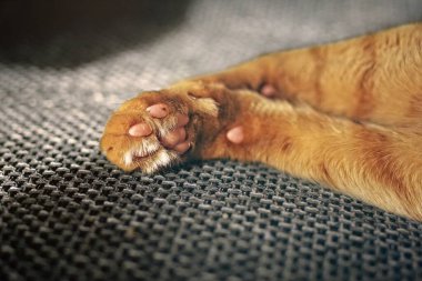 Kanepede kızıl kedi patisi var..