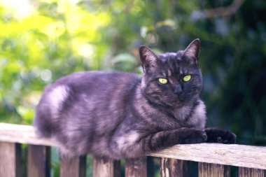 Şirin kedi bahçe çitlerinde güneşleniyor ve kameraya bakıyor..