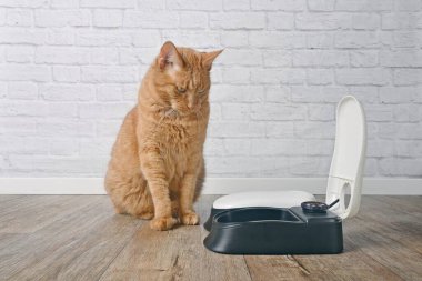 Zencefilli kedi otomatik beslenme makinesinin yanında oturup yemeği bekliyor..