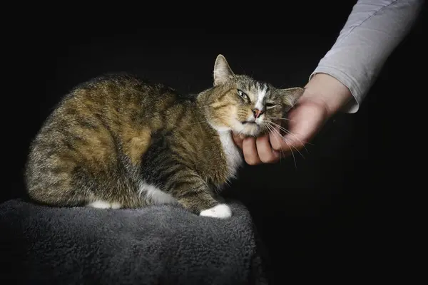 stock image Unrecognizable person tenderly caressing tabby cat.