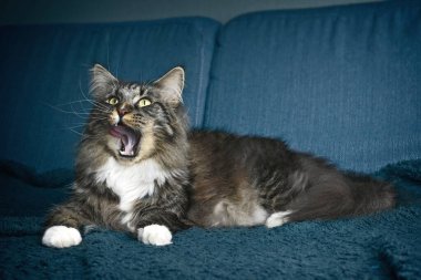 Evde kanepede gevşeyen ağzı açık komik bir rakun kedisi..