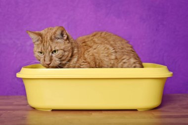 Sarı bir çöp kutusunda oturan sevimli kırmızı kedi mor arka planda seçici odaklı yatay görüntü..