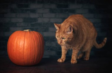  Tatlı kızıl kedi Cadılar Bayramı balkabağına meraklı görünüyor..
