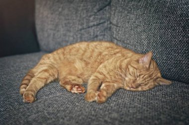 Kanepede uyuyan kızıl kedi. Seçici odaklı yatay resim.