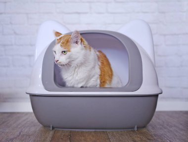  Kum havuzunda oturup yan bakan sevimli uzun saçlı kedi..