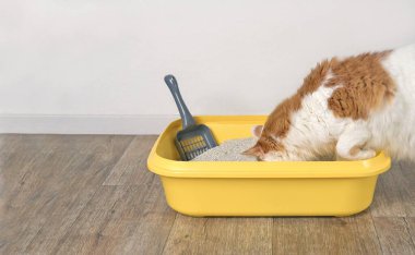 Uzun saçlı şirin kedi taze bir çöp kutusunun içine giriyor. Kopyalama alanı olan panramik resim.