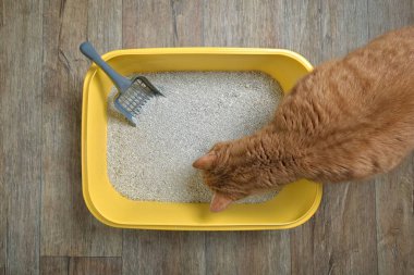 Kum kutusunun içinde meraklı görünen sevimli kırmızı kedi. Doğrudan yukarıda görünüyor..