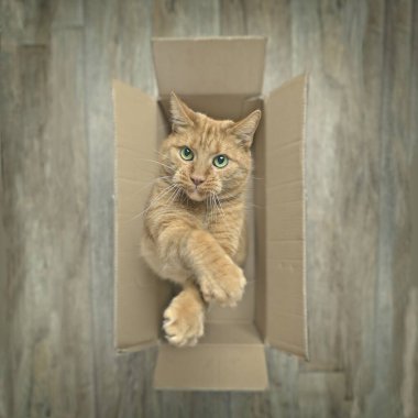 Ahşap bir zeminde, karton bir kutuda, kameraya meraklı meraklı bakan turuncu bir kedi. Doğrudan yukarıda görünüyor..