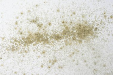 Tavanda Küf 'ün yakın çekimi. Arkaplan dokusu.