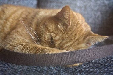 Kanepede uyuyan sevimli kızıl bir kedinin yakın plan portresi..