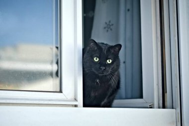 Güzel siyah kedi açık pencereden dışarı bakıyor..