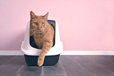 Kapalı bir çöp kutusundan çıkan komik turuncu kedi. Kopyalama alanı olan yatay resim.