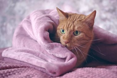 Komik turuncu kedi pembe battaniyenin altında saklanır. Seçici odaklı yatay resim.