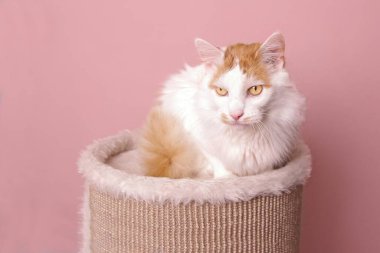 Şirin bir minibüs kedisi tırmalama direğinde oturuyor ve uzaklara bakıyor..