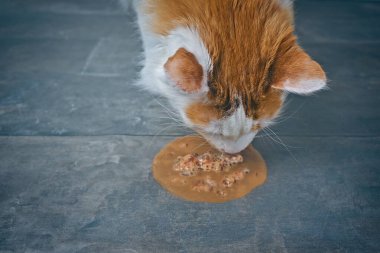  Minibüs kedisinin yere kusmasına yakın çekim. Seçici odaklı yatay resim.