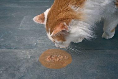 Minibüs kedisini yerde kusarken yaklaş. Seçici odaklı yatay resim.