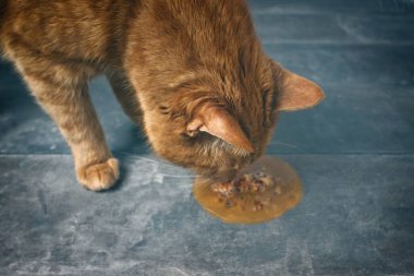 Zencefilli kedinin yerde kusmuk yemesini yakından çek. Seçici odaklı yatay resim.