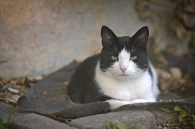 Şirin smokinli kedi arka bahçede güneşleniyor ve kameraya bakıyor..