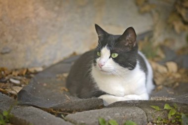 Şirin smokinli kedi arka bahçede güneşleniyor ve tuhaf tuhaf bakıyor..