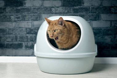 Komik turuncu kedi otomatik kedi kumluğunda oturur, öfkeyle dışarı bakar ve miyavlar..