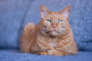 Kanepede oturup kameraya bakan sevimli kızıl kedi. Yumuşak odaklı yatay resim.