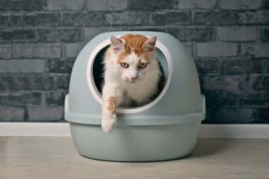 Kendi kendini temizleyen bir çöp kutusundan çıkan sevimli bir minibüs kedisi. Yumuşak odaklı yatay resim.