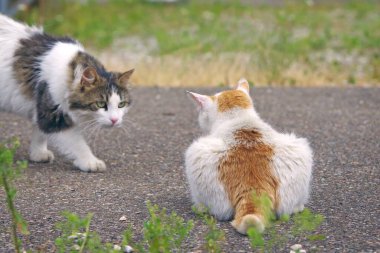 İki sokak kedisi yerde. Seçici odaklı yatay resim.