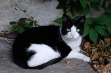 Şirin smokinli kedi arka bahçede rahatlıyor ve kameraya bakıyor..