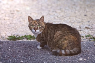 Şirin tekir kedi arka bahçede güneşleniyor ve kameraya bakıyor..