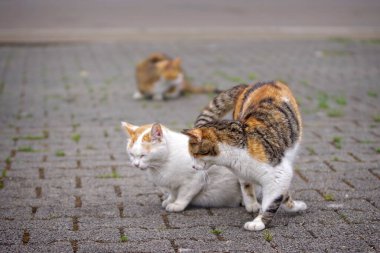 Arka bahçede terk edilmiş sokak kedileri oynuyor..